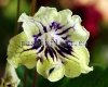 Streptocarpus Seeds KAM-SUN WOLF  - KAM-SOLNECHNYY VOLK